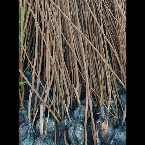 null