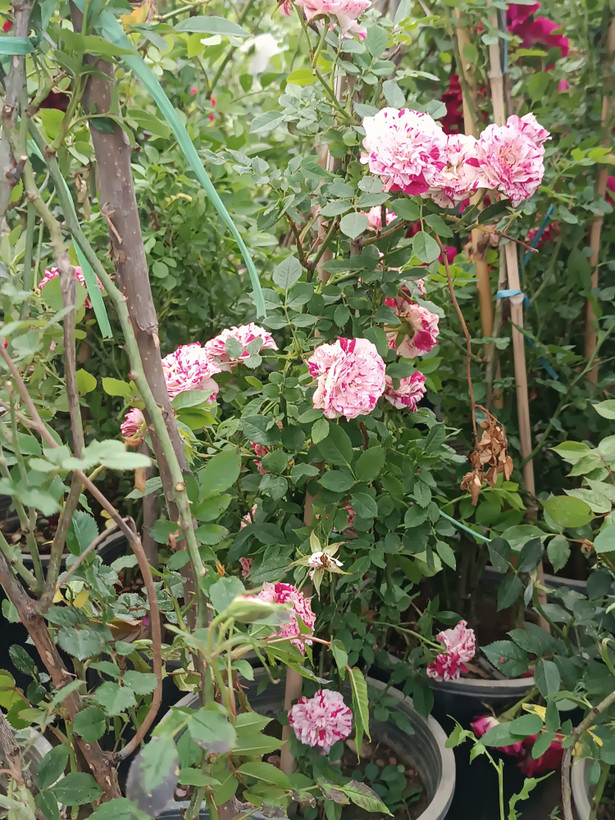 گل ساناز رونده هلندی(رز رونده مینیاتوری)