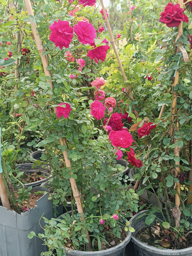 گل ساناز رونده هلندی(رز رونده مینیاتوری)