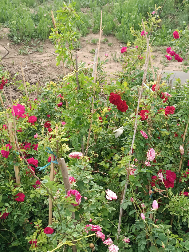 گل ساناز رونده هلندی(رز رونده مینیاتوری)