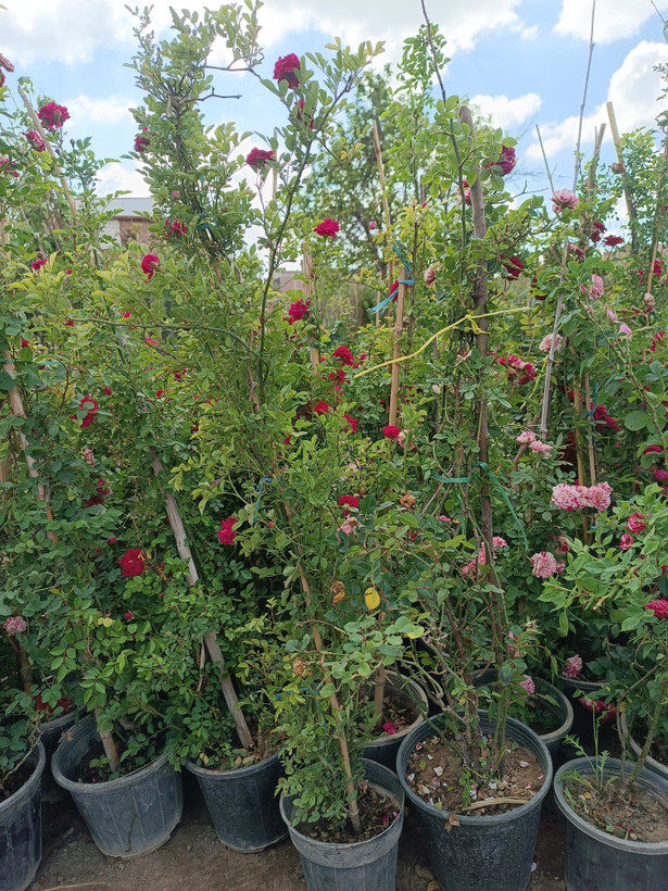 گل ساناز رونده هلندی(رز رونده مینیاتوری)