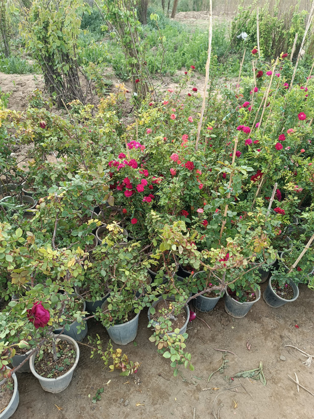 گل ساناز رونده هلندی(رز رونده مینیاتوری)