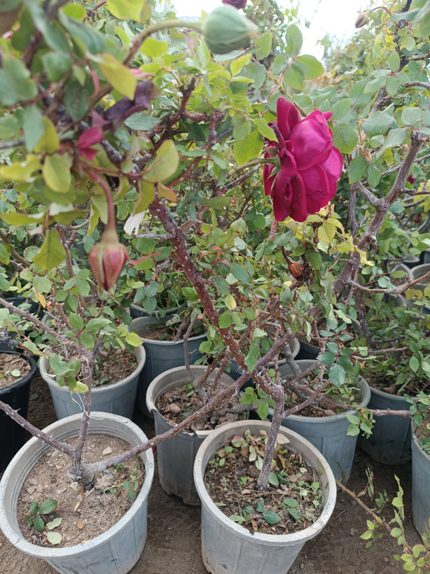 رز رونده هلندی(گل درشت)