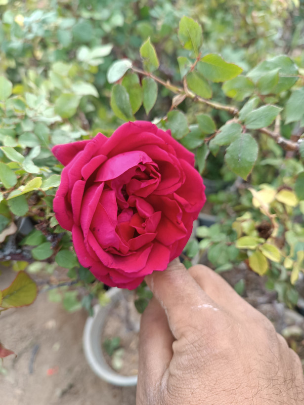 رز رونده هلندی(گل درشت)