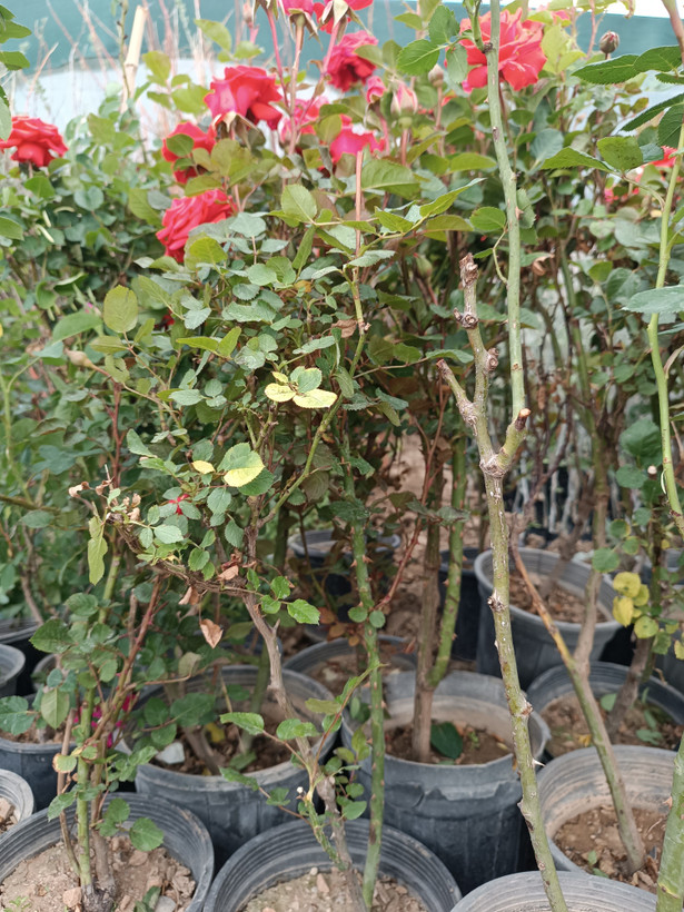 رز رونده هلندی(گل درشت)