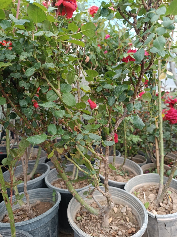 رز رونده هلندی(گل درشت)