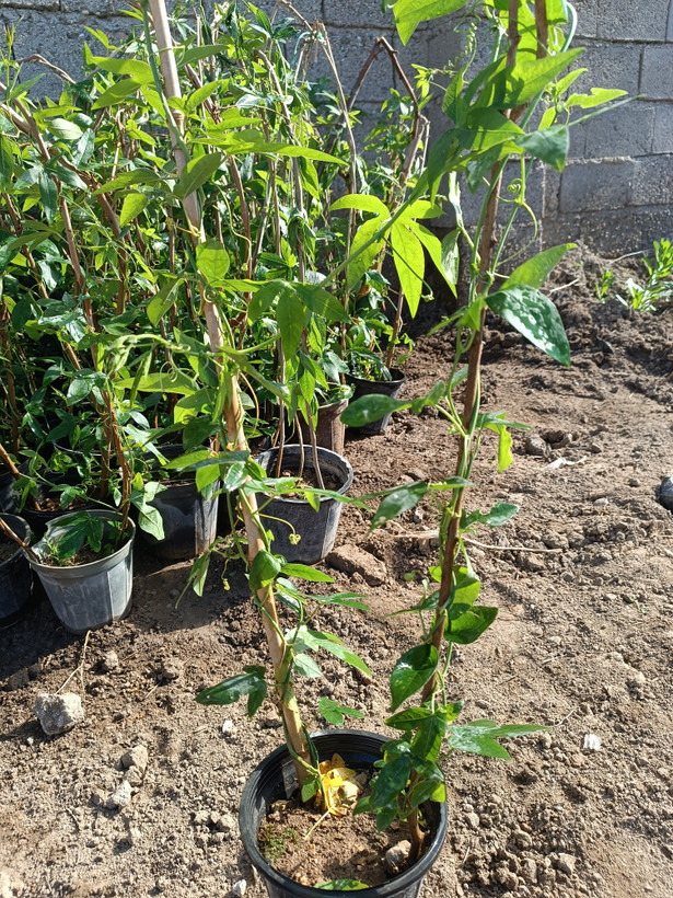 گل ساعتی رونده (آبی)