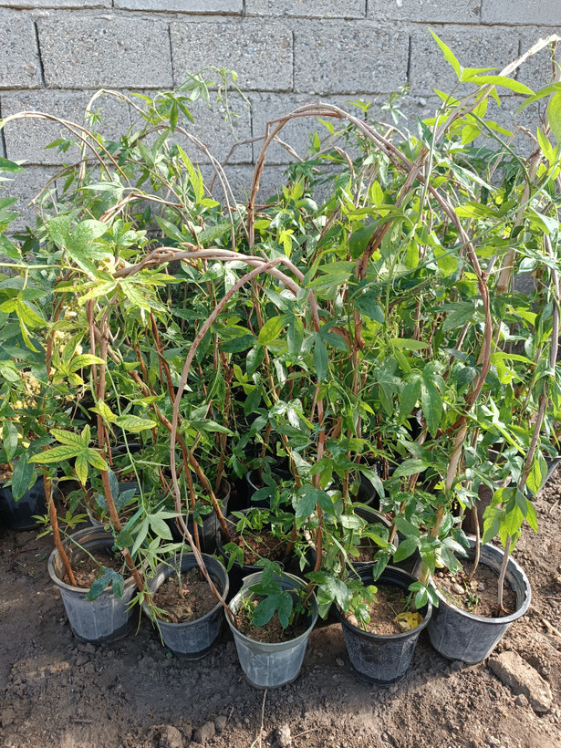 گل ساعتی رونده (آبی)