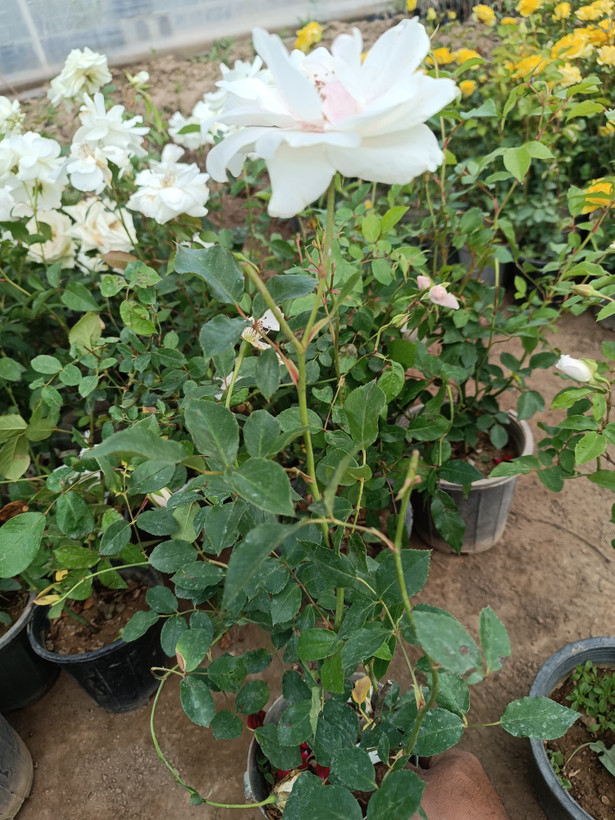 گل رز هلندی