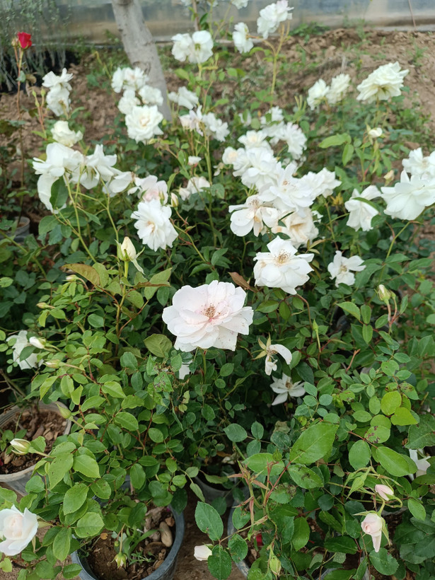 گل رز هلندی
