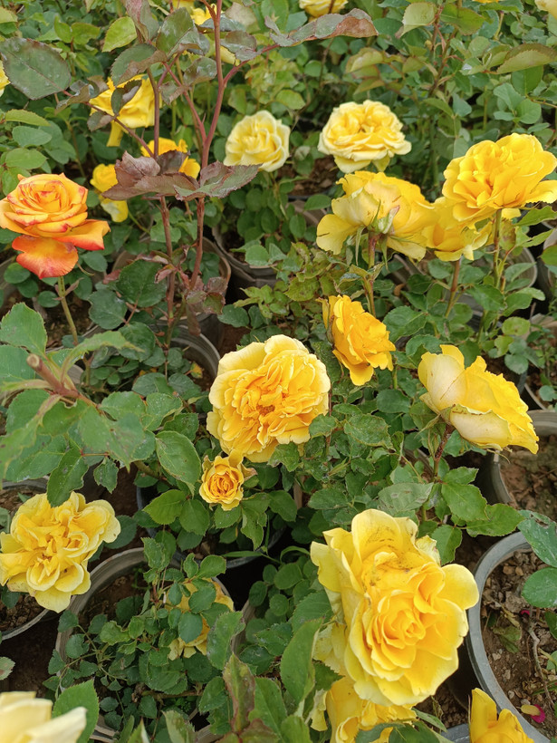 گل رز هلندی