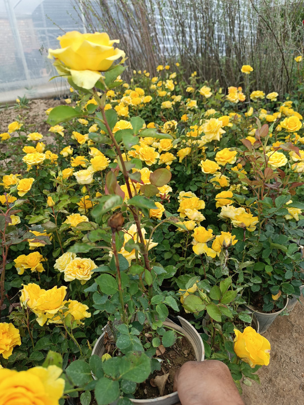 گل رز هلندی