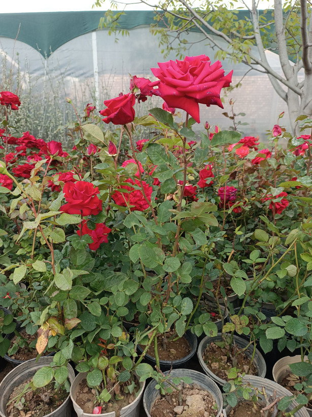 گل رز هلندی