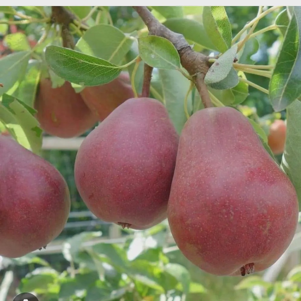 نهال گلابی پوست قرمز آنجو مدل 1