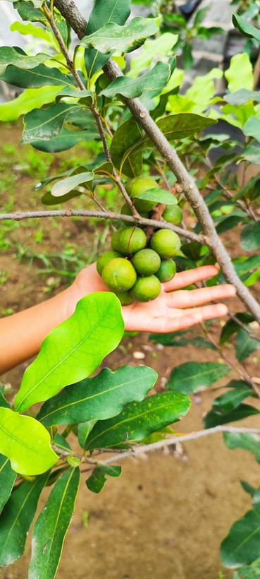 نهال فندق ماکادمیا ارتفاع ۳۰ سانتی